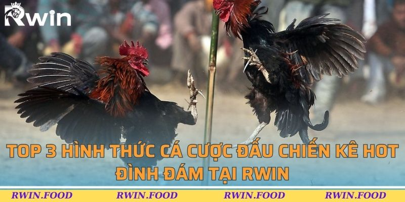 Top 3 hình thức cá cược đấu chiến kê hot đình đám tại BL555